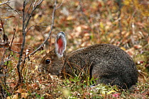 Snowshoe Hare (Lepus americanus) foraging in autumn coat, Denali NP, Alaska, North America. September
