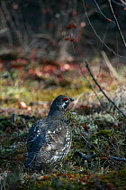 Canadian Spruce Grouse (Falcipennis canadensis) male in Spruce forest, Central Alaska, USA, North America. September