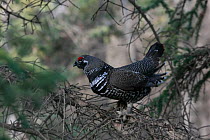 Canadian Spruce Grouse (Falcipennis canadensis) male in courtship display, in Spruce forest, Central Alaska, USA, North America. September