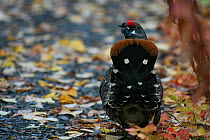 Canadian Spruce Grouse (Falcipennis canadensis) rear view of male in courtship display, in Spruce forest, Central Alaska, USA, North America. September