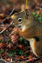 North American Red Squirrel (Tamiasciurus hudsonicus)  feeding on pine cone, Denali National Park, Alaska, USA, North America. September.