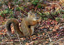 North American Red Squirrel (Tamiasciurus hudsonicus) feeding on pine cone, Denali National Park, Alaska, USA, North America. September.