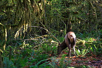 Wapiti / Elk (Cervus canadensis) female grazing in Olympic National Park, NW America, Washington state. October.