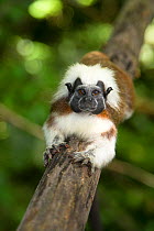 Portrait of a wild Cotton-top tamarin (Saguinus oedipus) stretching out during the heat of the day in dry tropical forest of Colombia, South America IUCN List: Critically Endangered