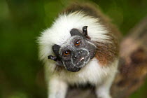 Portrait of a wild Cotton-top tamarin (Saguinus oedipus) close-up. Colombia, South America IUCN List: Critically Endangered