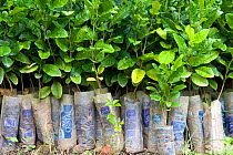 Tree seedlings ready for planting, part of Proyecto Titi's reforestation effort. Colombia, South America. February 2008