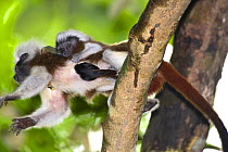Wild Cotton-top tamarin (Saguinus oedipus) leaping from tree to tree carrying baby, in dry tropical forest of Colombia, South America IUCN List: Critically Endangered