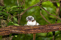 Juvenile cotton-top tamarin (Saguinus Oedipus) vocalizing in the dry tropical forest of Colombia, South America.  IUCN List: Critically Endangered