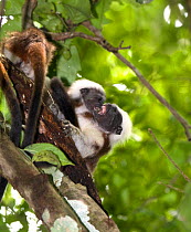 Wild Cotton-top tamarins (Saguinus oedipus) play fighting (never before photographed behavior) in the dry tropical forest of Colombia, South America IUCN List: Critically Endangered