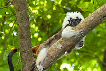 Wild Cotton-top tamarin (Saguinus oedipus) resting on a branch in the dry tropical forest of Colombia, South America IUCN List: Critically Endangered