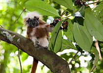 Wild Cotton-top tamarin (Saguinus oedipus) feeding on seasonal berries, Patica de Paloma (Stylogyne turbacensis), in dry tropical forest of Colombia, South America IUCN List: Critically Endangered
