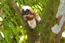Wild Cotton-top tamarin (Saguinus oedipus) sitting in the crook of a tree in dry tropical forest of Colombia, South America IUCN List: Critically Endangered