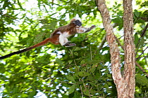 Wild Cotton-top tamarin (Saguinus oedipus) appears to fly through the air as it jumps from branch to branch (never before photographed) in the dry tropical forest of Colombia, South America IUCN List...