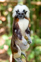 Wild Cotton-top tamarin (Saguinus oedipus) standing on back legs (behavior never observed or photographed before) in the dry tropical forest of Colombia, South America IUCN List: Critically Endangere...