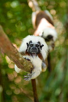 Wild Cotton-top tamarins (Saguinus oedipus) resting on vine in dry tropical forest of Colombia, South America. IUCN List: Critically Endangered