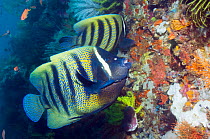 Six-banded angelfish (Pomacanthus sexstriatus) feeding on coral reef, Indonesia.