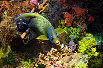 Semicircle angelfish (Pomacanthus semicirculatus) on coral reef, Indonesia, Indo-Pacific.