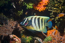 Six-banded angelfish (Pomacanthus sexstriatus) being cleaned by two Bluestreak cleaner wrasse(Labroides dimidiatus) Indonesia