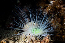 Tube anemone (Cerianthus sp) lives on sandy substrate in a sturdy, parchment-like tube of its own making in which it can retract suddenly. Rinca, Komodo National Park, Indonesia