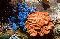 Hard coral (Lobophyllia hattai) and sponge, Rinca, Komodo National Park, Indonesia