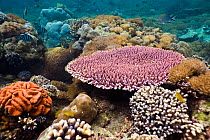 Coral reef with table coral (Acropora sp), brain coral and porites coral. Rinca, Komodo National Park, Indonesia