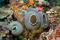 Disc anemone (Amplexidiscus fenestrafer) the largest recorded species of corallimorph, Rinca, Komodo National Park, Indonesia