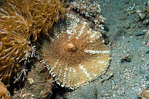 Disc anemone / corallimorph (Discosoma sp) Rinca, Komodo National Park, Indonesia