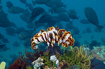 Featherstar (Crinoidea) on coral with shoal of Surgeonfish swimming in the background, Moto Mount, Indonesia