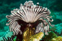 Featherstar (Crinoidea) on coral. Moto Mount, Indonesia