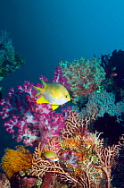 Golden damselfish (Amblyglyphidodon aureus) with soft corals. Bali, Indonesia