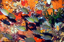 Philippines chromis (Chromis scotochiloptera) swimming in front of reef wall with sponges and featherstars, Komodo National Park, Indonesia