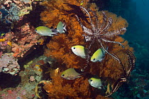 Philippines chromis (Chromis scotochiloptera) sheltering in Bushy black coral (Antipathes sp) with featherstars (Crinoidea) Komodo National Park, Indonesia.