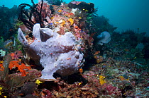 Giant frogfish (Antennarius commerson) camouflaged against coral reef, able to change colour and shape, Rinca, Komodo National Park, Indonesia