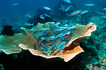 Bluestreak / Dark banded fusiliers (Pterocaesio tile) gathering at a cleaning station over coral. Indonesia