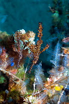 Ornate ghost pipefish (Solenostomus paradoxus) male and female on coral reef, Rinca, Komodo National Park. Indonesia