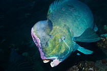 Bumphead parrotfish (Bolbometopon muricatum). Bali, Indonesia. Indo-Pacific, the largest parrotfish.