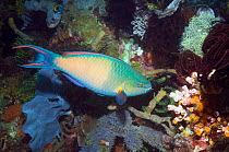 Tricolor parrotfish (Cetoscarus / Scarus tricolor) Rinca, Komodo National Park, Indonesia