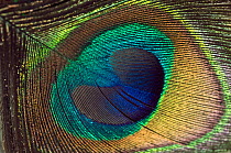 Close up of eye on male Peacock feather.