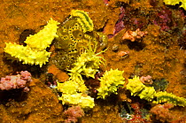 Yellow sea cucumbers (Colochirus robustus) on sponge, feed by catching substances in the water with its finely branched tentacles. Komdo National Park, Indonesia
