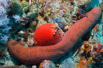 Beche de Mer sea cucumber (Holothuria / Halodeima edulis) beside a Sea apple (Pseudocolochirus violaceus). Komodo National Park, Indonesia