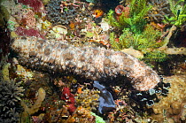 Graeff's sea cucumber (Bohadschia graeffei) Indonesia