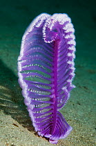Sea pen (Virgularia gustaviana) on sandy sea bed, purple form,  Rinca, Indonesia