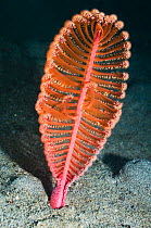 Sea pen (Virgularia gustaviana) on sandy sea bed. Orange form, Rinca, Komodo National Park, Indonesia