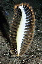 Sea pen (Pteroeides sp) on sandy sea bed. Komodo National Park, Indonesia