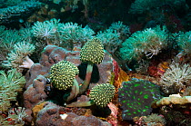 Stalked green tunicates (Oxycorynia fascicularis) on coral reef. Rinca, Komodo National Park, Indonesia