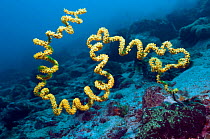 Spiral wire coral (Cirripathes sp) Indonesia. Antipatharia