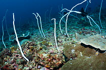 Sea whips (Junceella fragilis) on coral reef. Philippines