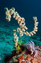 Spiral wire coral (Cirrhipathes sp) Indonesia