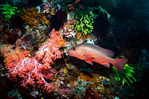 Mangrove jack / red snapper (Lutjanus argentimaculatus) swimming along coral wall with soft corals and crinoids, Rinca, Indonesia
