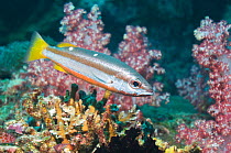 Two-spot snapper (Lutjanus biguttatus) with soft corals. Andaman Sea, Thailand.
